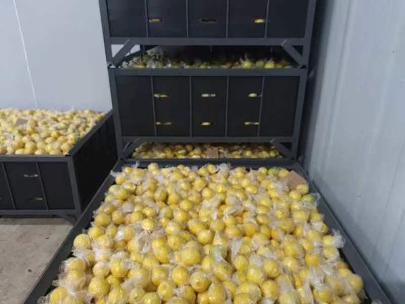 新鲜黄柠檬安岳黄柠檬多汁专用奶茶特产新鲜