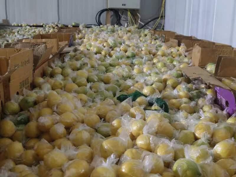 新鲜黄柠檬安岳黄柠檬多汁专用奶茶特产新鲜