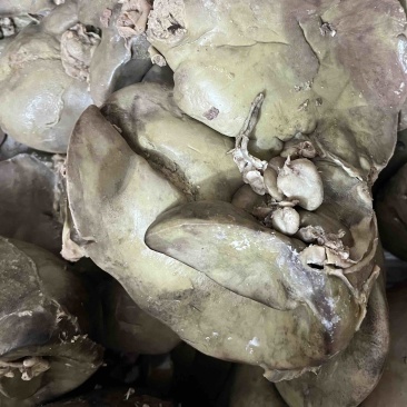 熟羊肝