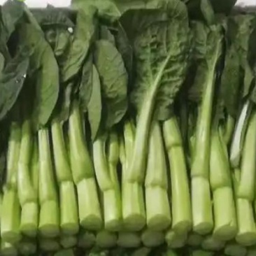 精品广东菜心