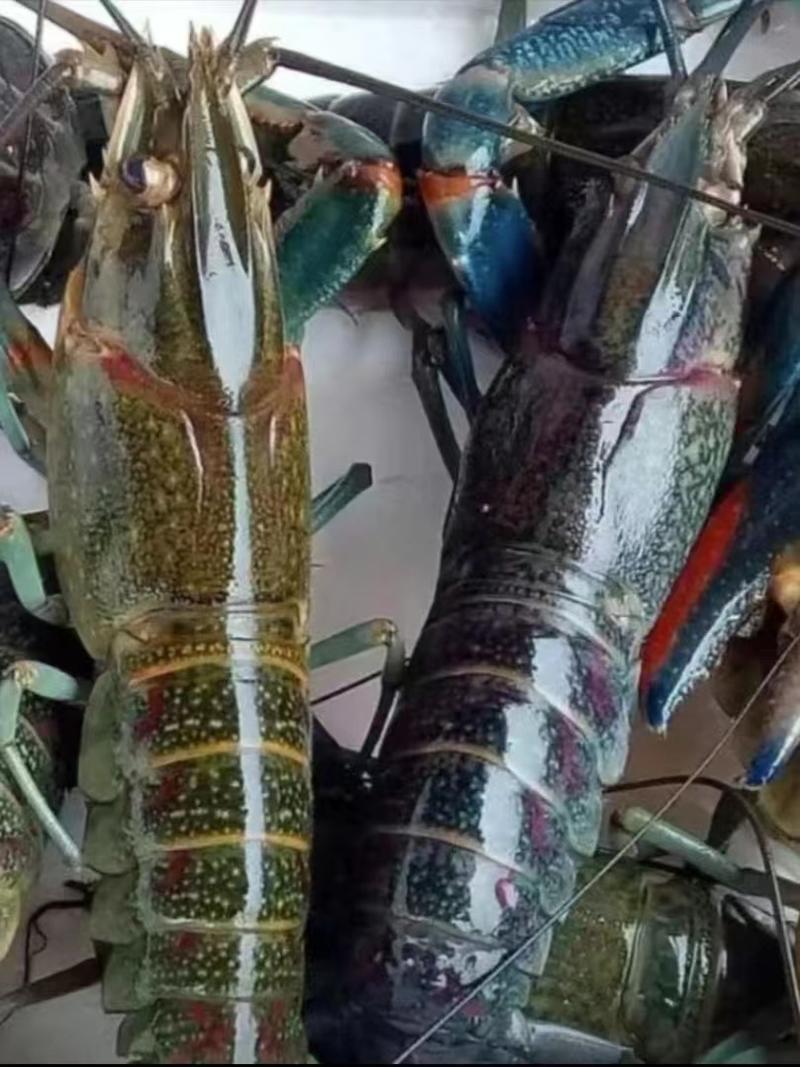 澳洲小蓝龙龙虾龙虾一手货源量大从优质量保证欢迎咨询