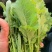 油菜苔