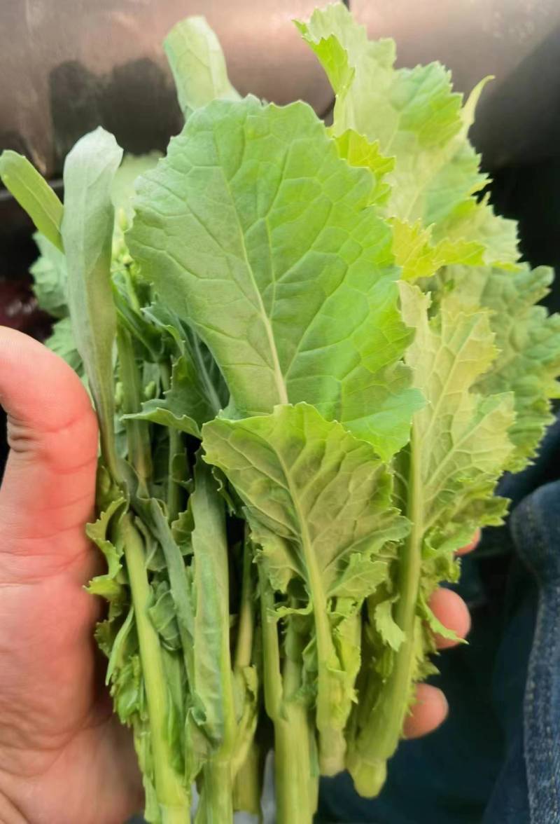 油菜苔