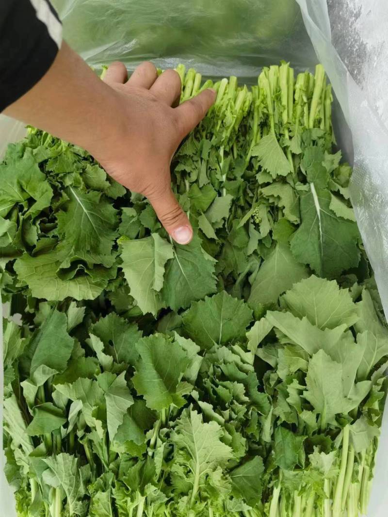 油菜苔