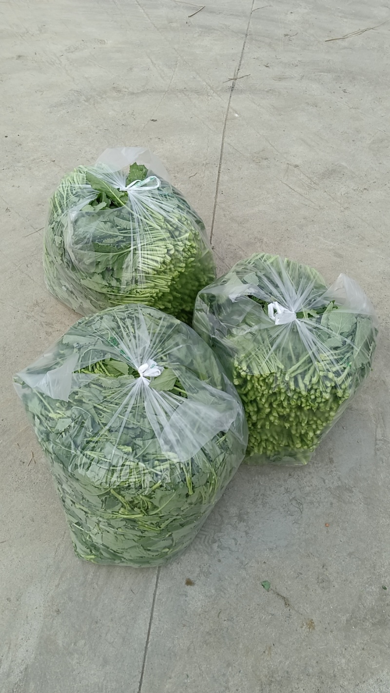 油菜苔