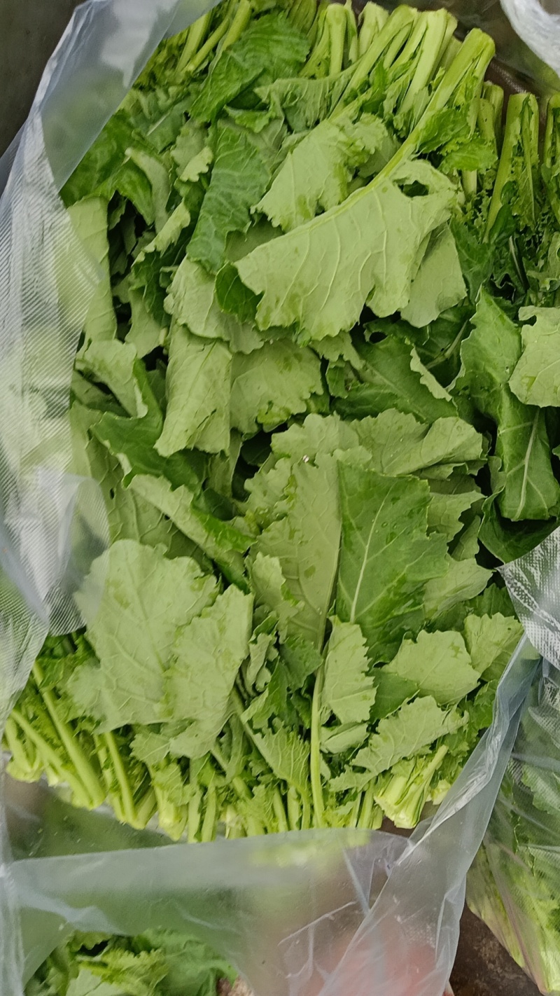 油菜苔