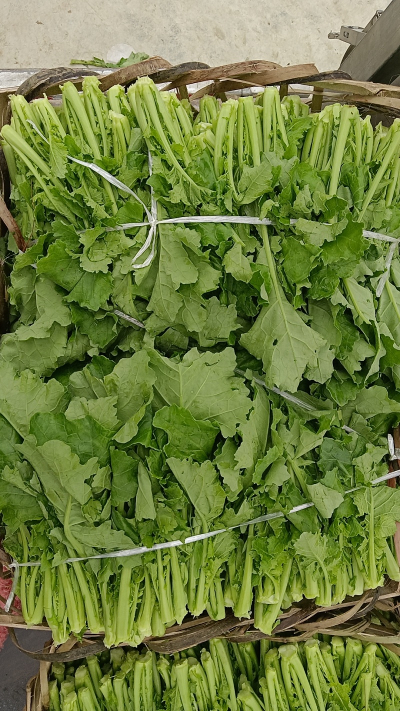 油菜苔