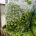 油菜苔