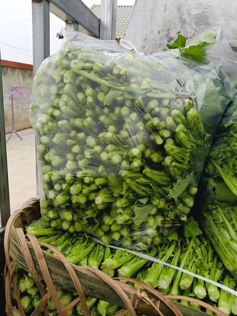 油菜苔