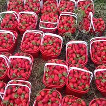 红宝石草莓
