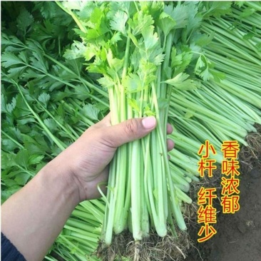 【精选】优质香芹带根产地批发香味浓郁大量供应荐