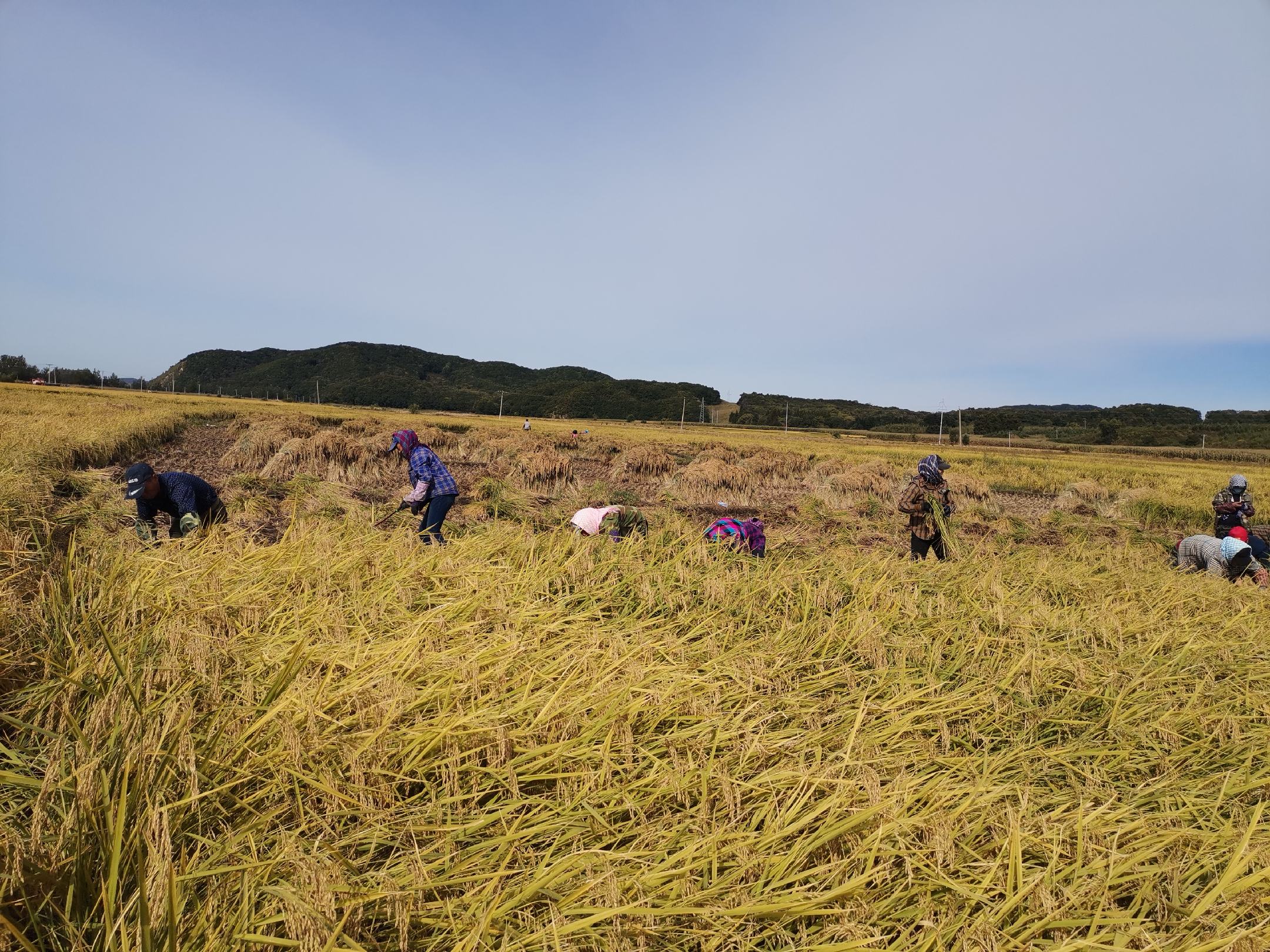 黑龙江高油大豆田间种植实景