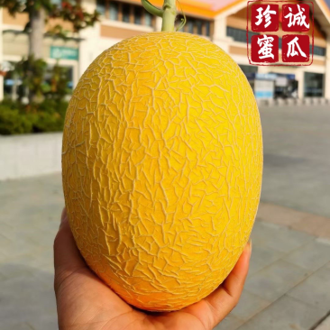凤金6号哈密瓜黄金6号万亩基地专业供应网纹瓜北海一号