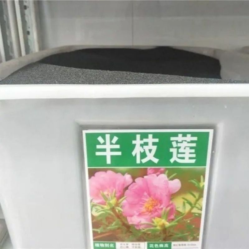 新采中草药材籽半枝莲种子并头草韩信草赶山鞭牙刷草紫连草