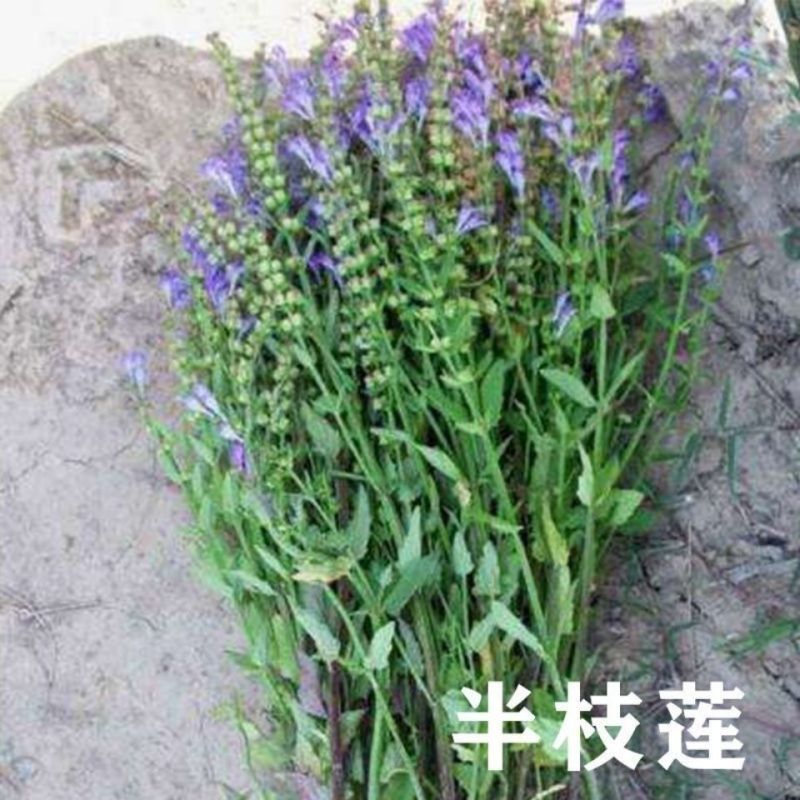 新采中草药材籽半枝莲种子并头草韩信草赶山鞭牙刷草紫连草