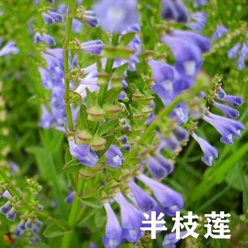 新采中草药材籽半枝莲种子并头草韩信草赶山鞭牙刷草紫连草