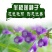 新采中草药材籽半枝莲种子并头草韩信草赶山鞭牙刷草紫连草