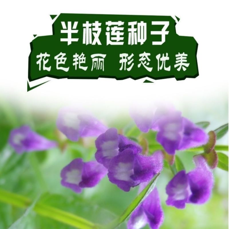 新采中草药材籽半枝莲种子并头草韩信草赶山鞭牙刷草紫连草