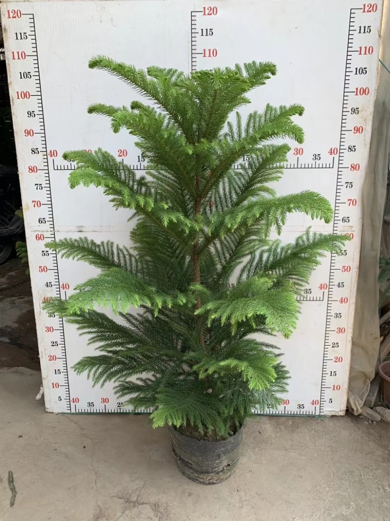 大号南洋杉耐阴木本绿植