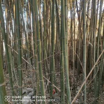 竹子，一丈青，紫竹，棕子竹，山东发货。