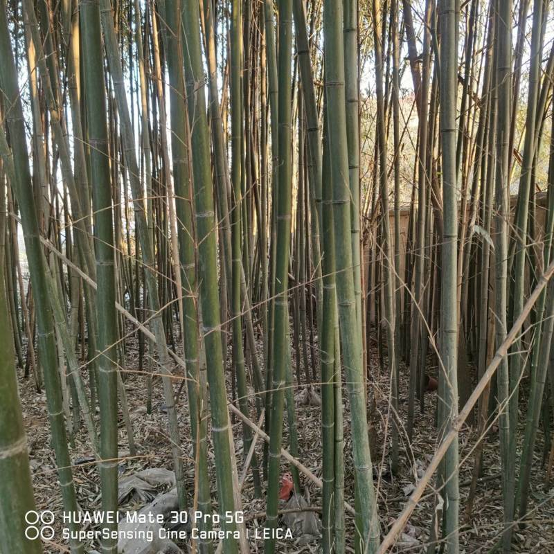竹子，一丈青，紫竹，棕子竹，山东发货。