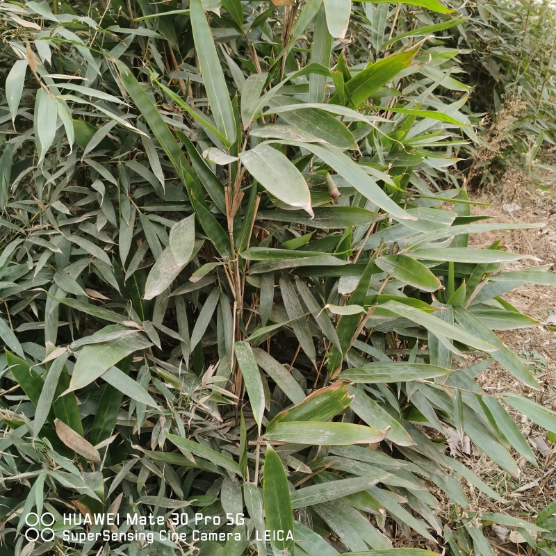 竹子，一丈青，紫竹，棕子竹，山东发货。