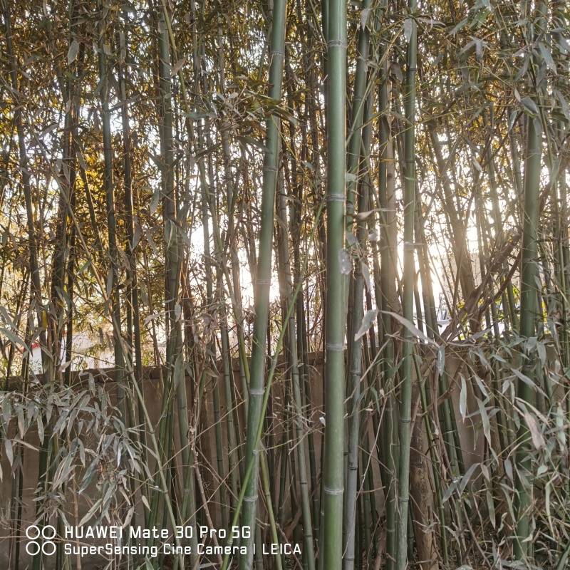 竹子，一丈青，紫竹，棕子竹，山东发货。
