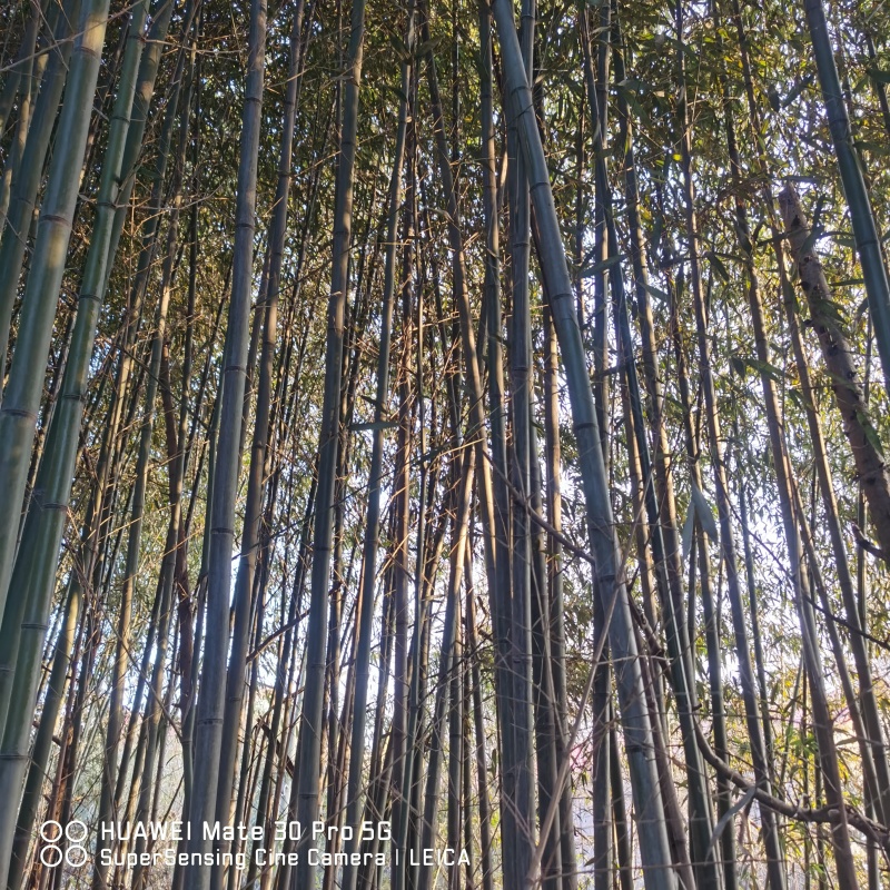 竹子，一丈青，紫竹，棕子竹，山东发货。