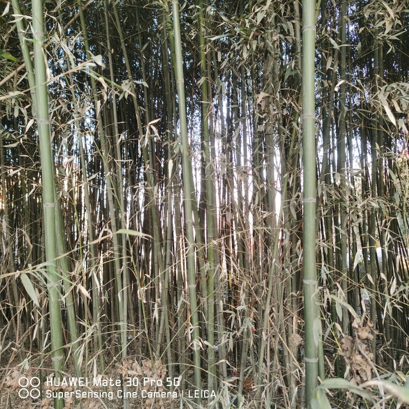 竹子，一丈青，紫竹，棕子竹，山东发货。