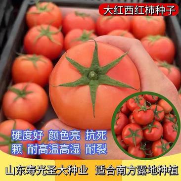 红果西红柿种子石头果番茄种子大红西红柿种子