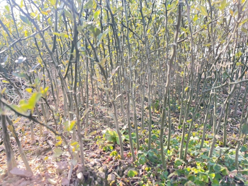 积壳苗，枳壳苗，枳实苗，枸橘苗，篱笆基地直发电联采购