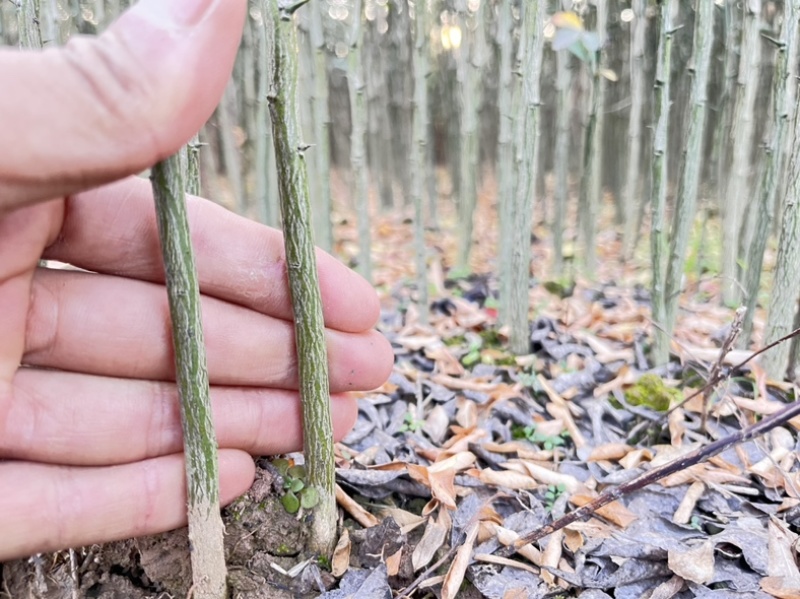 积壳苗，枳壳苗，枳实苗，枸橘苗，篱笆基地直发电联采购