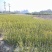 积壳苗，枳壳苗，枳实苗，枸橘苗，篱笆基地直发电联采购