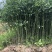 积壳苗，枳壳苗，枳实苗，枸橘苗，篱笆基地直发电联采购