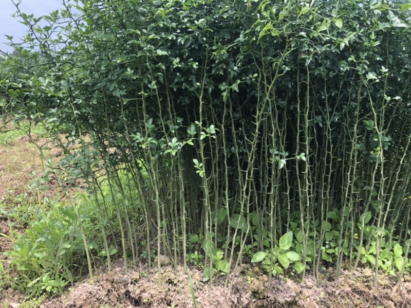 积壳苗，枳壳苗，枳实苗，枸橘苗，篱笆基地直发电联采购