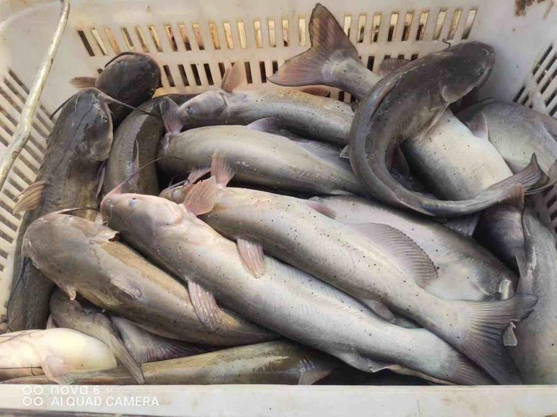 【热卖】叉尾鮰鱼大量上市自家塘口纯饲料喂养欢迎来电
