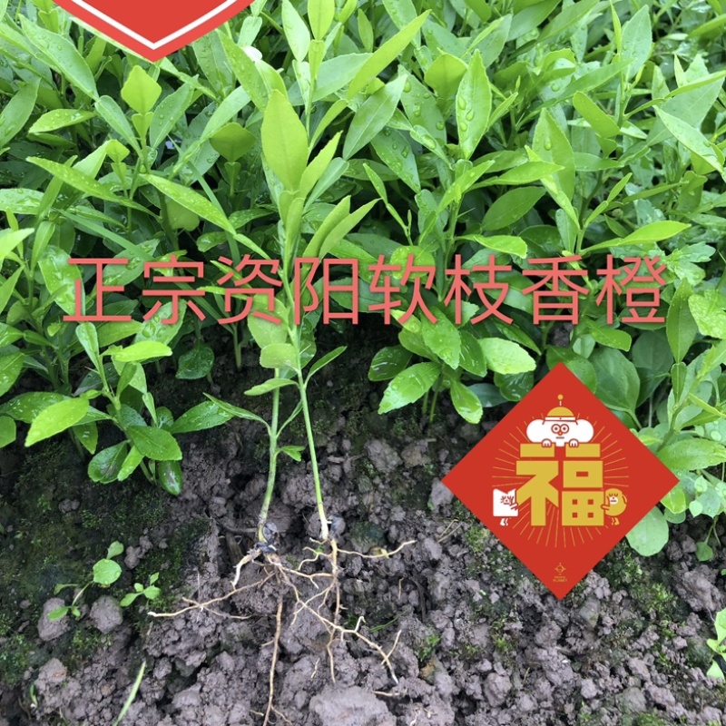 香橙苗，小叶香橙，四川资阳香橙基地货源直发量大价优