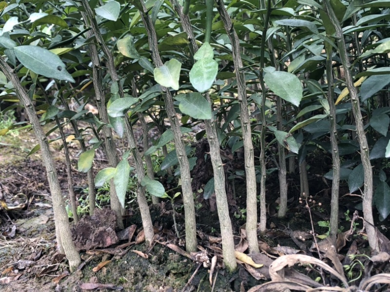 香橙苗，小叶香橙，四川资阳香橙基地货源直发量大价优