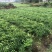 香橙苗，小叶香橙，四川资阳香橙基地货源直发量大价优
