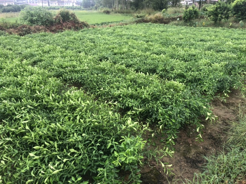 香橙苗，小叶香橙，四川资阳香橙基地货源直发量大价优