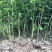 香橙苗，小叶香橙，四川资阳香橙基地货源直发量大价优