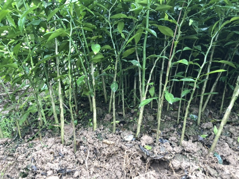 香橙苗，小叶香橙，四川资阳香橙基地货源直发量大价优