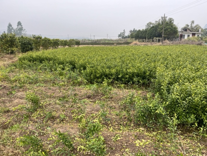 香橙苗，小叶香橙，四川资阳香橙基地货源直发量大价优