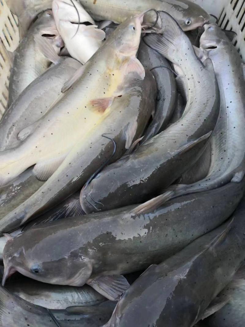 【热卖】叉尾鮰鱼大量上市自家塘口纯饲料喂养欢迎来电