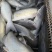 【热卖】叉尾鮰鱼大量上市自家塘口纯饲料喂养欢迎来电