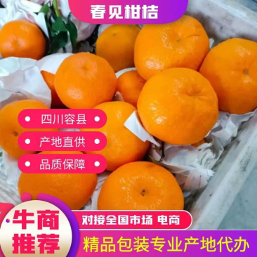 四川荣县春见柑桔耙耙柑产地大量上市一手货源保质保量