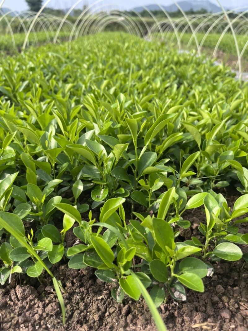 红橘苗，四川红橘，嫁接用基地直发量大从优电联采购