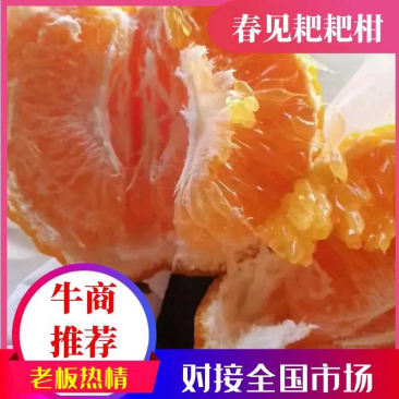 春见柑桔四川耙耙柑产地直发量大从优，货源充足
