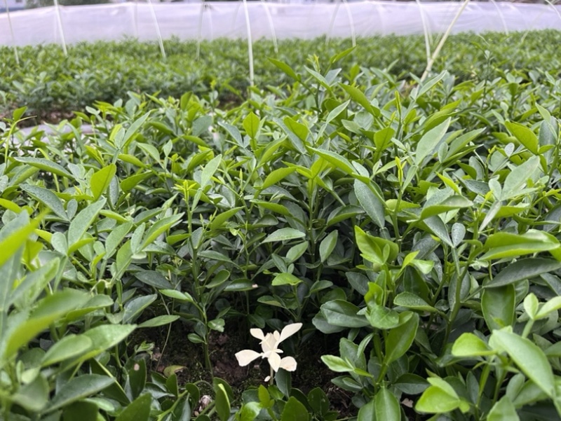 枳橙苗，枳橙大苗，积橙苗，质好价优欢迎电联