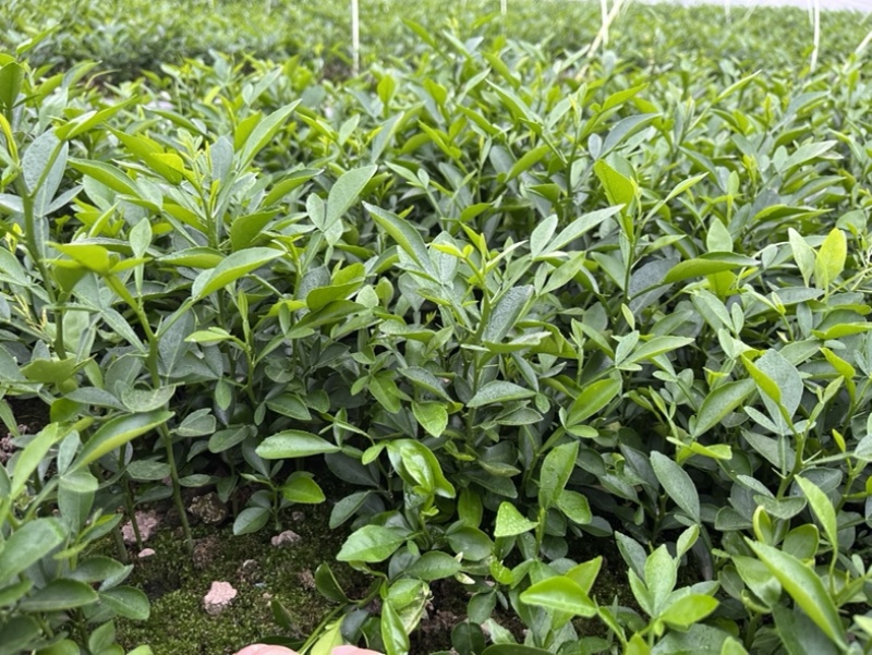 枳橙苗，枳橙大苗，积橙苗，质好价优欢迎电联